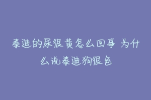 泰迪的尿很黄怎么回事 为什么说泰迪狗很色