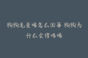 狗狗老是喘怎么回事 狗狗为什么会得哮喘-动物百科