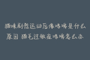 猫咪剧烈运动后像哮喘是什么原因 猫毛过敏症哮喘怎么办-动物百科