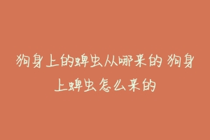 狗身上的蜱虫从哪来的 狗身上蜱虫怎么来的-动物百科
