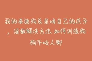 我的泰迪狗总是啃自己的爪子，请教解决方法 如何训练狗狗不咬人脚-动物百科