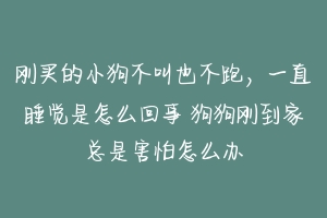 刚买的小狗不叫也不跑,一直睡觉是怎么回事 狗狗刚到家总是害怕怎么办-动物百科