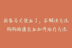 我家马犬便血了，求解决方法 狗狗肠道出血如何治疗方法