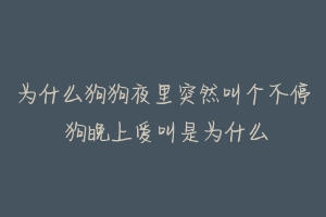 为什么狗狗夜里突然叫个不停 狗晚上爱叫是为什么