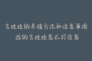 吉娃娃的养殖方法和注意事项 捡的吉娃娃怎么打疫苗