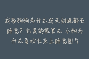 我家狗狗为什么成天到晚都在睡觉?它真的很累么 小狗为什么喜欢在床上睡觉图片