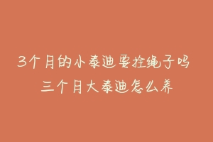 3个月的小泰迪要拴绳子吗 三个月大泰迪怎么养-动物百科