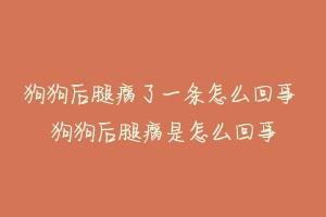 狗狗后腿瘸了一条怎么回事 狗狗后腿瘸是怎么回事-动物百科