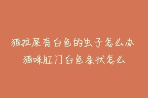 猫拉屎有白色的虫子怎么办 猫咪肛门白色条状怎么