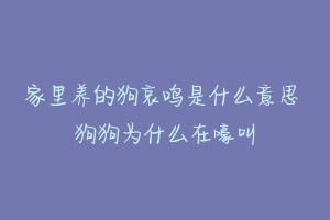 家里养的狗哀鸣是什么意思 狗狗为什么在嚎叫-动物百科