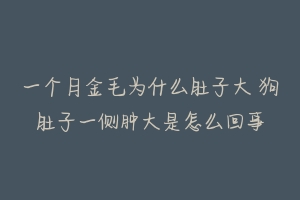 一个月金毛为什么肚子大 狗肚子一侧肿大是怎么回事-动物百科