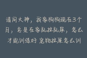 请问大神,我家狗狗现在3个月,总是在家乱拉乱尿,怎么才能训练好 宠物拉屎怎么训练的好些-动物百科