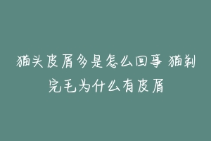 猫头皮屑多是怎么回事 猫剃完毛为什么有皮屑-动物百科