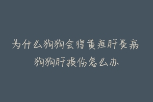 为什么狗狗会得黄疸肝炎病 狗狗肝损伤怎么办-动物百科