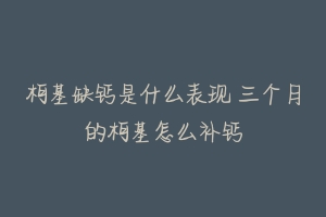 柯基缺钙是什么表现 三个月的柯基怎么补钙-动物百科