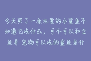 今天买了一条观赏的小鲨鱼不知道它吃什么,可不可以和金鱼养 宠物可以吃的鲨鱼是什么品种-动物百科