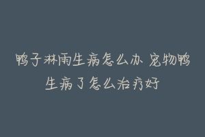 鸭子淋雨生病怎么办 宠物鸭生病了怎么治疗好-动物百科