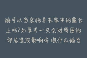 鹅可以当宠物养在家中的露台上吗?如果养一只会对周围的邻居造成影响吗 喂什么鹅当宠物吃的好养活-动物百科