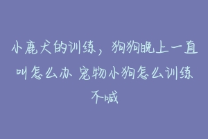 小鹿犬的训练，狗狗晚上一直叫怎么办 宠物小狗怎么训练不喊-动物百科