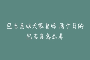 巴吉度幼犬很臭吗 两个月的巴吉度怎么养-动物百科
