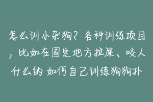 怎么训小杂狗?各种训练项目,比如在固定地方拉屎、咬人什么的 如何自己训练狗狗扑咬-动物百科