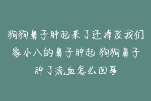 狗狗鼻子肿起来了还掉皮我们家小八的鼻子肿起 狗狗鼻子肿了流血怎么回事
