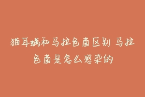 猫耳螨和马拉色菌区别 马拉色菌是怎么感染的-动物百科
