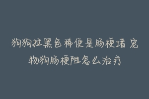 狗狗拉黑色稀便是肠梗堵 宠物狗肠梗阻怎么治疗