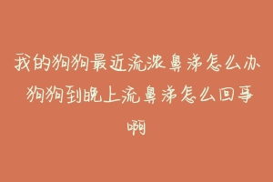我的狗狗最近流浓鼻涕怎么办 狗狗到晚上流鼻涕怎么回事啊-动物百科