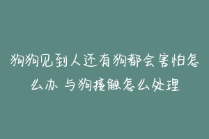 狗狗见到人还有狗都会害怕怎么办 与狗接触怎么处理-动物百科