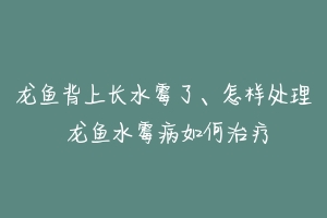 龙鱼背上长水霉了、怎样处理 龙鱼水霉病如何治疗