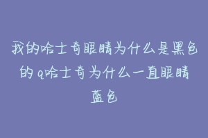 我的哈士奇眼睛为什么是黑色的 q哈士奇为什么一直眼睛蓝色-动物百科