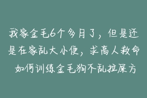 我家金毛6个多月了,但是还是在家乱大小便,求高人救命 如何训练金毛狗不乱拉屎方法-动物百科