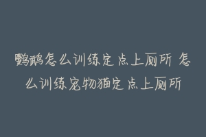 鹦鹉怎么训练定点上厕所 怎么训练宠物猫定点上厕所-动物百科