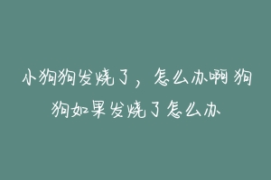 小狗狗发烧了,怎么办啊 狗狗如果发烧了怎么办