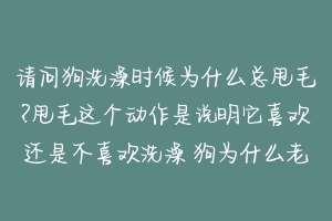 请问狗洗澡时候为什么总甩毛?甩毛这个动作是说明它喜欢还是不喜欢洗澡 狗为什么老是甩身子-动物百科