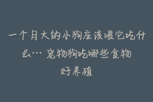 一个月大的小狗应该喂它吃什么··· 宠物狗吃哪些食物好养殖-动物百科