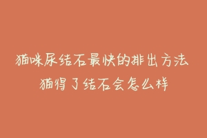 猫咪尿结石最快的排出方法 猫得了结石会怎么样-动物百科