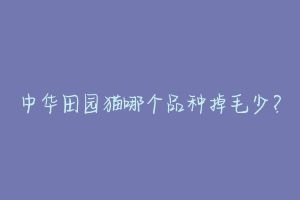 中华田园猫哪个品种掉毛少?-动物百科