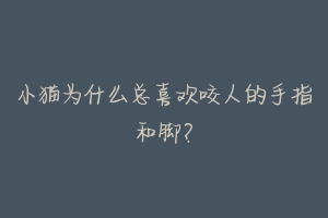 小猫为什么总喜欢咬人的手指和脚?-动物百科
