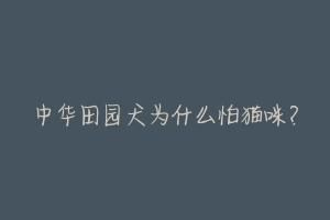 中华田园犬为什么怕猫咪?-动物百科