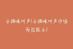 小猫咪叫声(小猫咪叫声沙哑而且很小)-动物百科