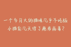 一个多月大的猫咪几乎不吃饭小猫前几天得了疱疹病毒?-动物百科