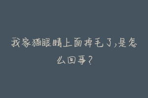 我家猫眼睛上面掉毛了,是怎么回事？-动物百科