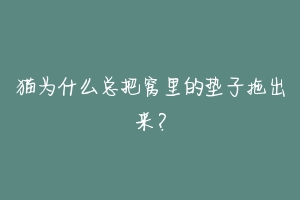 猫为什么总把窝里的垫子拖出来?-动物百科