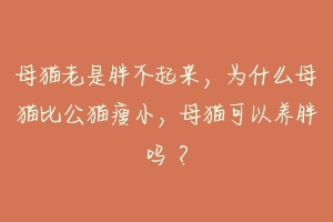 母猫老是胖不起来,为什么母猫比公猫瘦小,母猫可以养胖吗 ?-动物百科