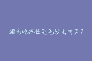 猫为啥抓住毛毛发出叫声?-动物百科