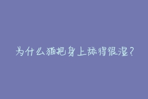 为什么猫把身上舔得很湿?-动物百科