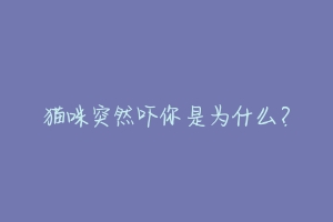 猫咪突然吓你是为什么?-动物百科