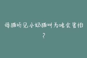 母猫听见小奶猫叫为啥会害怕?-动物百科